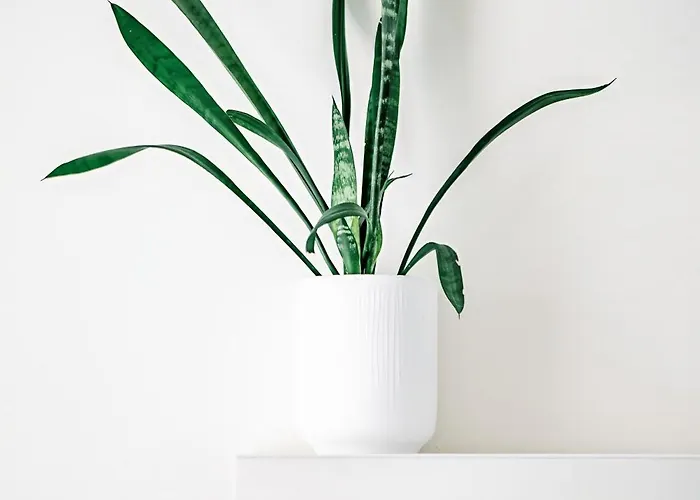 La Bulle Canetoise - Vue * 카네트